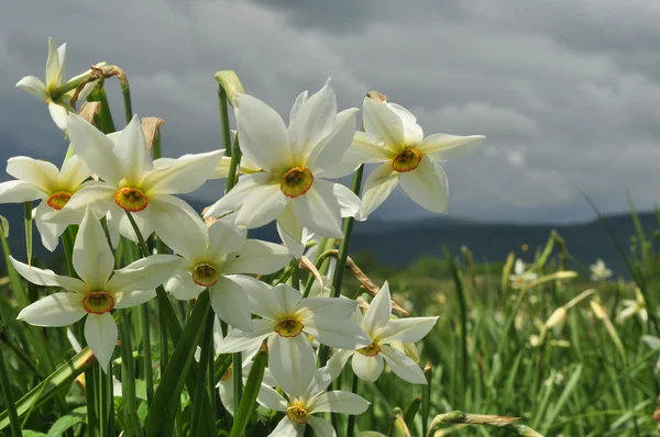 stock image Beautiful daffodils