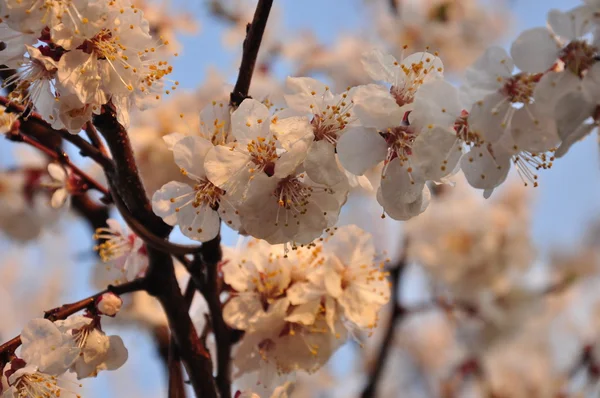 stock image Fresh flowers against the sky