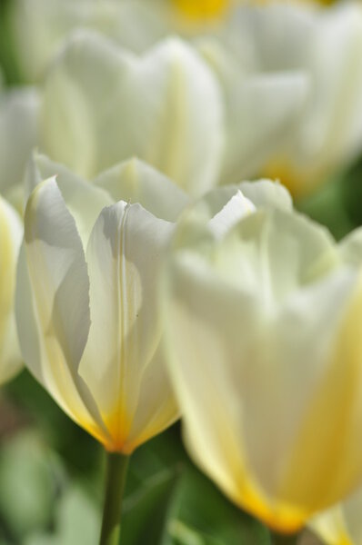 White tulips close-up