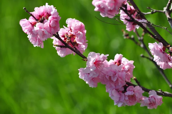 Pink flowers and green grass — Stock Photo, Image