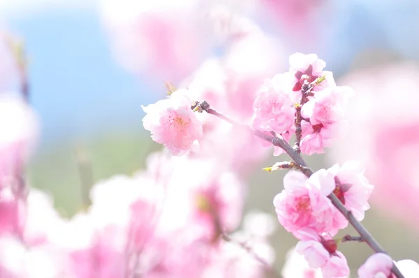 Розовые цветы цветут — стоковое фото