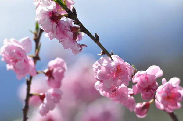Pink flowers on blue sky — Stock Photo, Image
