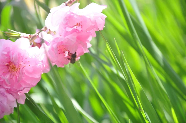 Pink flowers and bee — Stock Photo, Image