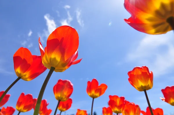 Red tulips on blue sky Royalty Free Stock Photos