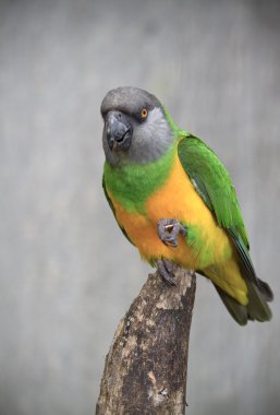 Senegal Parrot. clipart