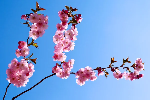 Flores de cereza . — Foto de Stock