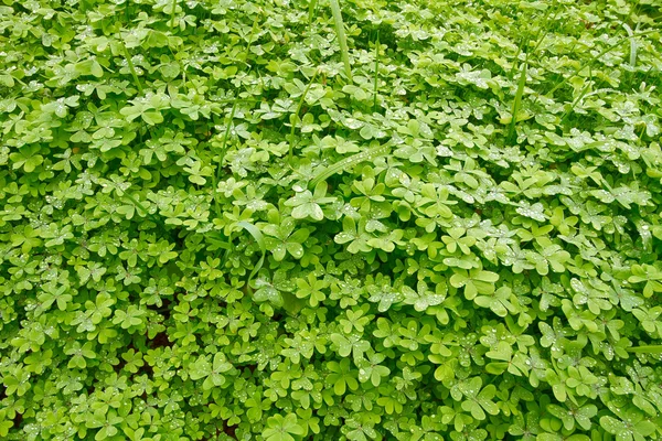 stock image Clover in springtime.