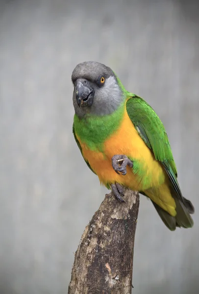 Senegal Parrot. — Stock Photo, Image