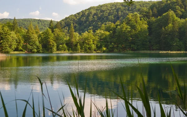 stock image Forest lake in summer.