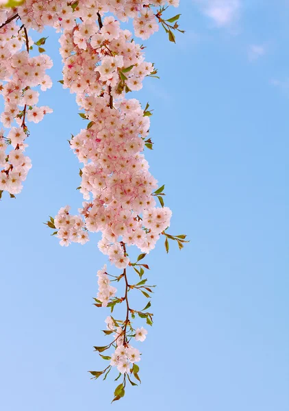 Υποκατάστημα με λεπτή ροζ λουλούδια κεράσι. — Φωτογραφία Αρχείου
