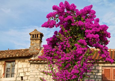 Blooming bougainvillea. clipart