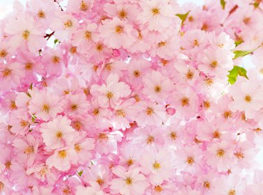 Delicate pink cherry flowers. clipart