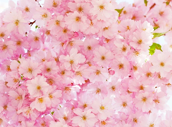 Delicate pink cherry flowers. — Stock Photo, Image