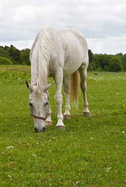 Grazende wit paard. — Stockfoto