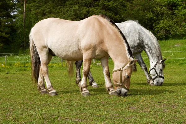 Grazende paarden. — Stockfoto