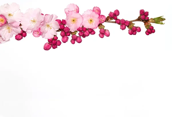 Gren av körsbär blommor med vit bakgrund. — Stockfoto