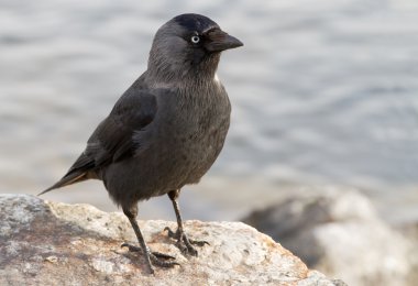 Western Jackdaw. Corvus monedula. clipart