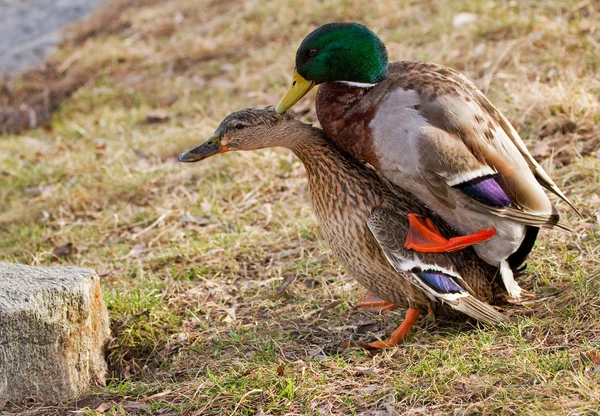 Duck sex. — Stock Photo, Image
