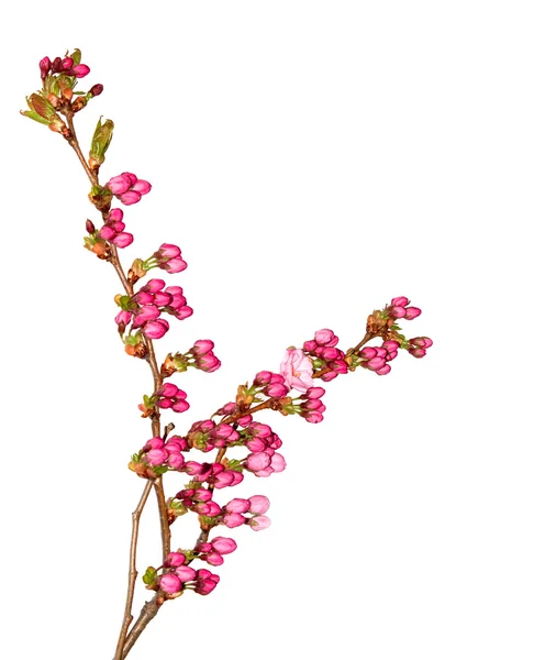 Stock image Pink delicate cherry flower buds.