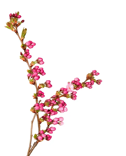 핑크 섬세 한 벚꽃 꽃 봉 오리. 스톡 이미지
