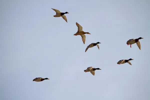 Летающие дикие утки . — стоковое фото
