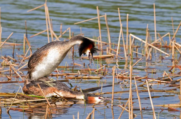 Great Crested Grebes mating. — Stock Photo, Image