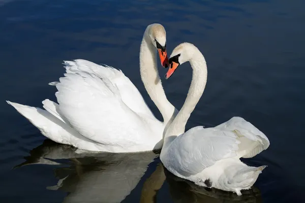 Pareja de cisne romántico . Fotos de stock