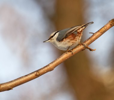 Nuthatch. clipart