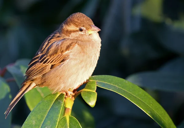 Eurasian tree sparrow. — Stock Photo, Image