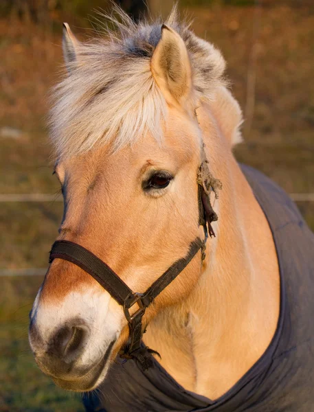 Paard portret. — Stockfoto