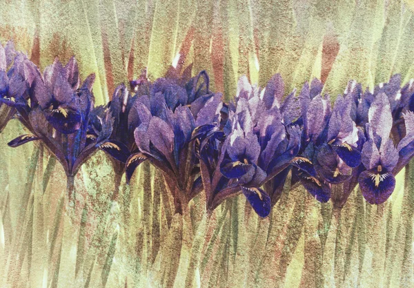 Blå iris, texturerat bild. — Stockfoto