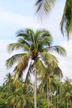 Tayland, karon beach, phuket