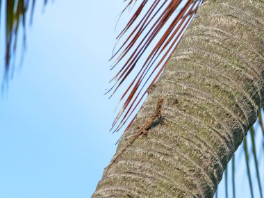 Tayland, karon beach, phuket