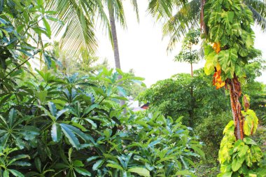 Tayland, karon beach, phuket