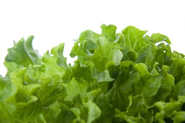 Green lettuce salad 11 clipart