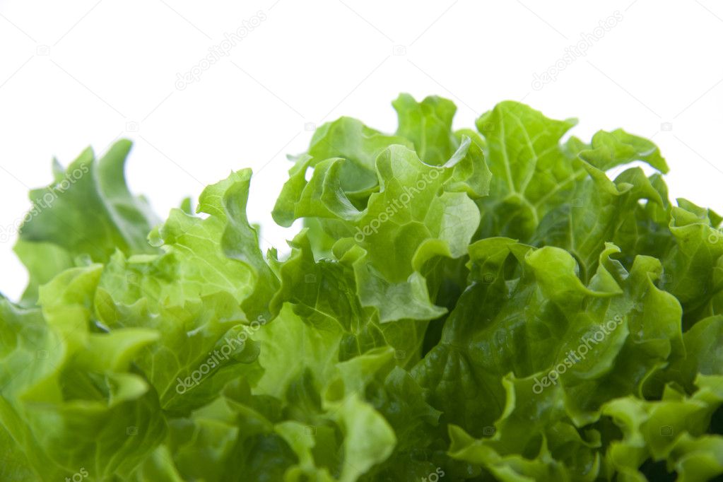 Green lettuce salad 11