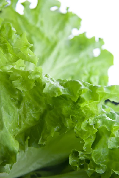 Salada de alface verde 1 — Fotografia de Stock