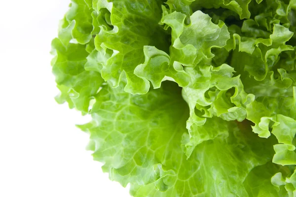 Салат из зеленого салата 8 — стоковое фото