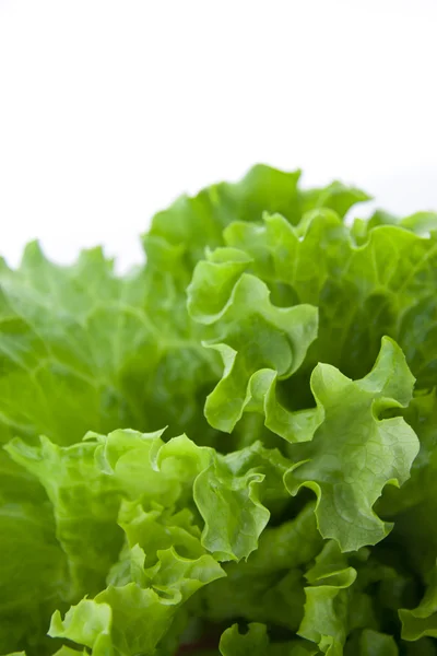 Yeşil marul salatası 9 — Stok fotoğraf
