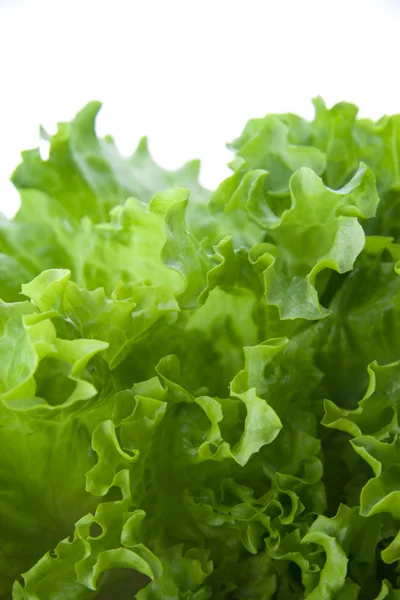 Салат из зеленого салата 10 — стоковое фото
