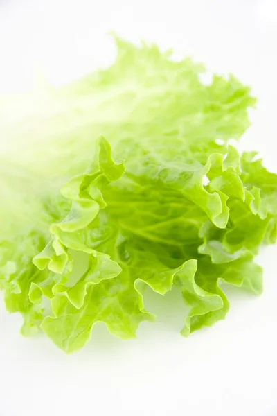 Salada de alface verde 16 — Fotografia de Stock