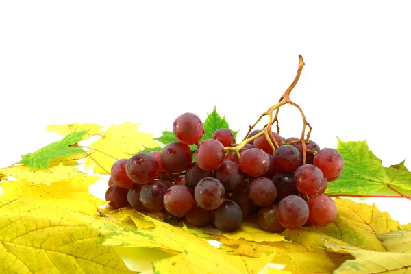 Красный виноград на листьях — стоковое фото
