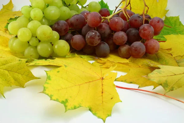 Листя і виноград — стокове фото