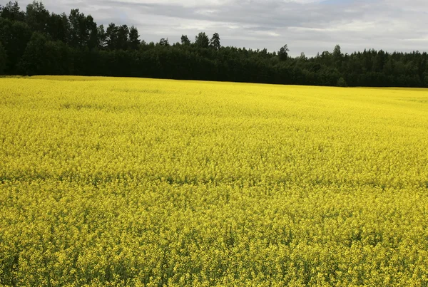 stock image Yellow field