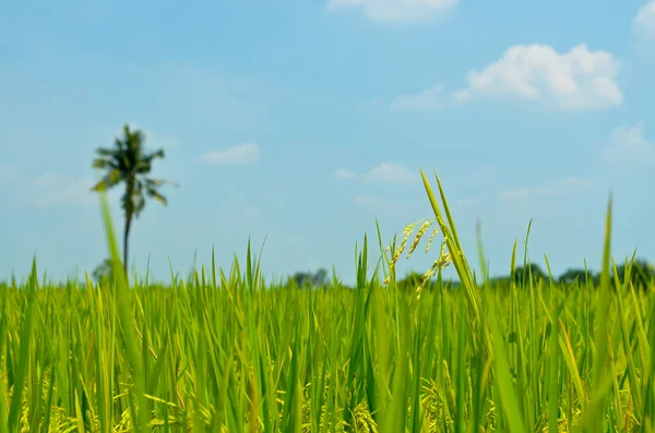 Рисове поле з кокосовим і блакитним небом — стокове фото