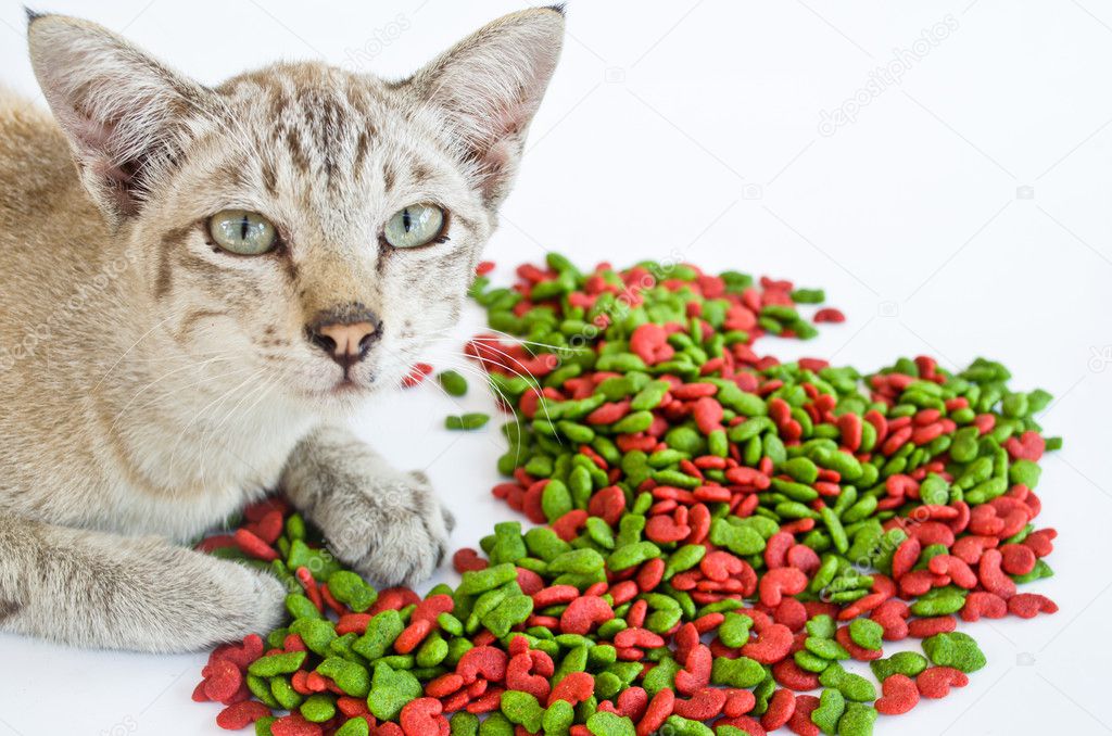 A cat with his food