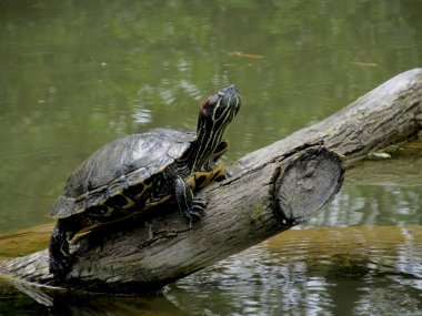 ? urtle sunbathes