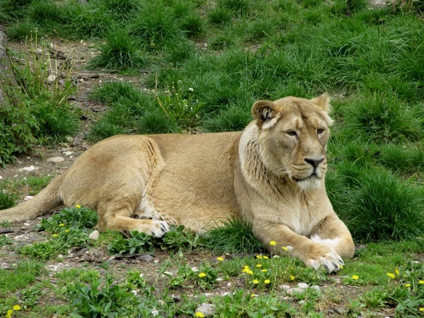 Lionne asiatique — Photo