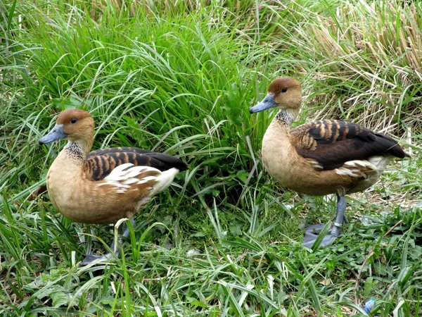 Zwei Enten auf einem Spaziergang — Stockfoto