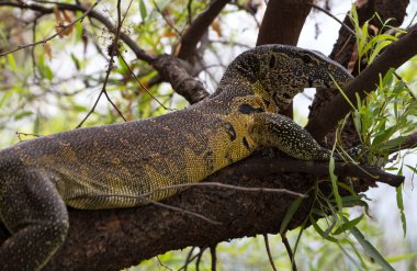 Nile monitor in a tree clipart